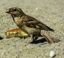 sparrow with bread in its beak