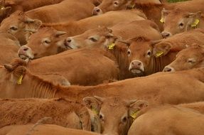 a herd of brown cows with a yellow stigma on the farm