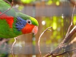 Beautiful colorful lorikeet