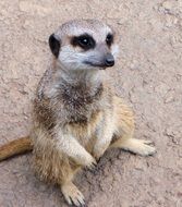 meerkat is a species of mammal