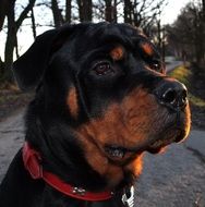 Rottweiler Dog, portrait outdoor