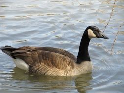 Canada goose is swimming on the lake