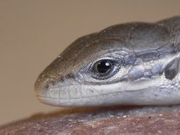 Macro photo of Lizard