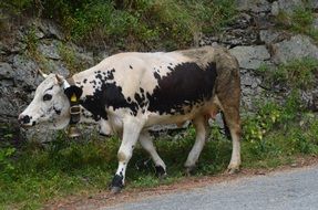 spotted cow with a bell at the neck
