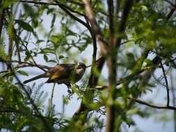 thrush in the botanical garden in Taipei