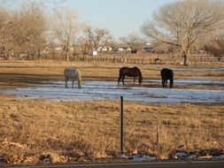 feeding horses on the farm