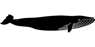 Blue Whale black and white vector silhouette