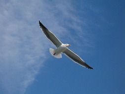 Seagull Soaring in sky