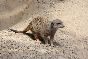 small meerkat in the zoo