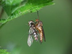 Empididae insect with prey