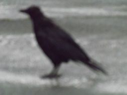 blurred photo of a crow on the street