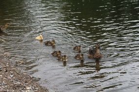 waterfowl with ducklings on the water