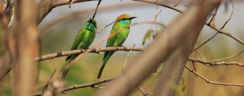 Green birds in nature