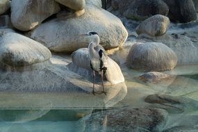 heron among large stones near the water
