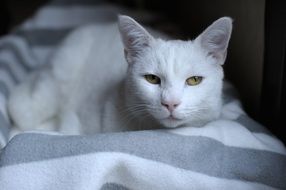 white cat with yellow eyes on a blanket