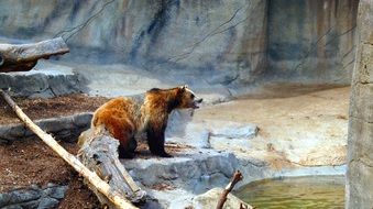 grizzly bear in a zoo