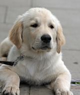 retriever puppy