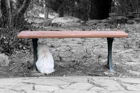 white cat under the bench in monochrome image