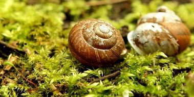 two snails on moss on a blurred background