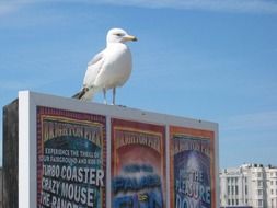 Gull on the advertising banner