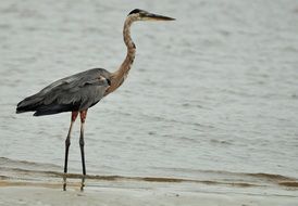 heron is on the water