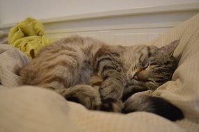 sleeping brown cat close up