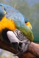 parrot head close up