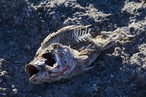 Dead fish's bones