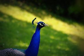 blue peacock in the meadow