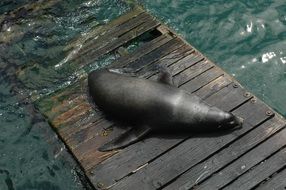 brown Sea Lion