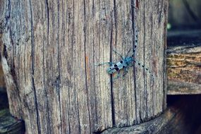 forest beetle on a wooden beam