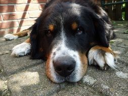 berner sennen dog lies in the aviary