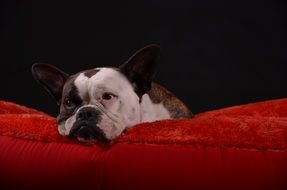 the dog lies on a red coverlet