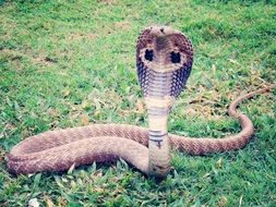 dangerous poisonous king cobra on green grass