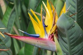 incredibly beautiful Bird Of Paradise