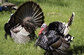 free-range turkeys