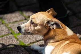 Portrait of jack Russell doggy