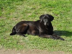 big black dog on a green lawn