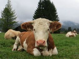 cattle resting on Pasture