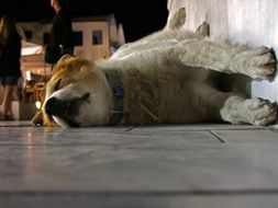 home cute dog sleeps on the floor