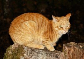 red cat on a stump in the dark