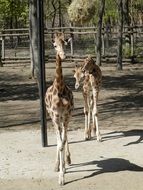 giraffes near the trees