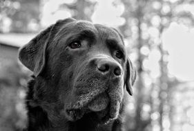 portrait of a labrador in black and white in a blurred background
