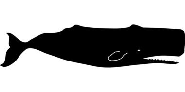 silhouette of a toothed whales as an illustration