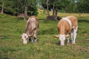 grazing diary cows