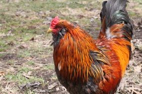 Young colorful Rooster