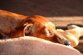 Portrait of sleeping Dachshund