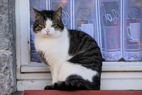 Domestic white gray cat on the windowsill
