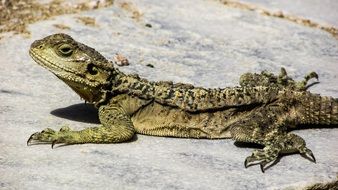 wild lizard on the stone