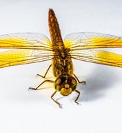 yellow dragonfly on a white background